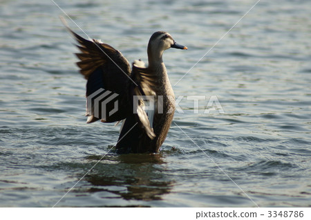 Elongation of light duck ~ 3348786