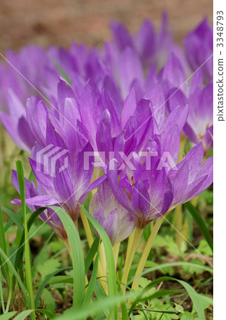 Dog saffron flower language is "fun memories" Dog saffron flower language is "fun memories" 3348793