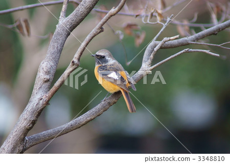 Mr. Kousuke Giubitaki 3348810