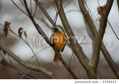 Kousuke Giubitaki先生 3348814