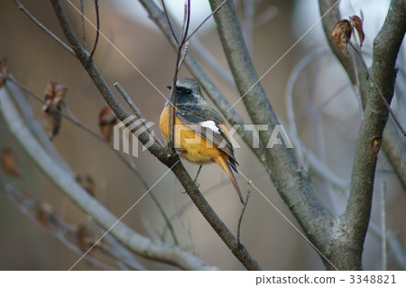 Kousuke Giubitaki先生 Kousuke Giubitaki先生 3348821