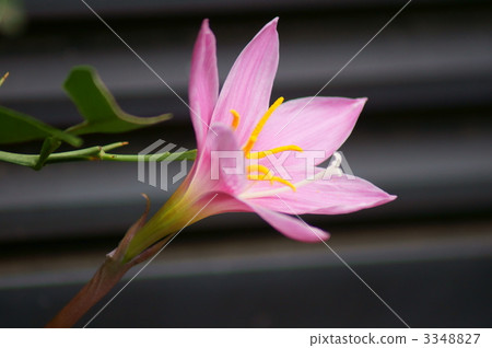 藏紅花假別名Karinata Zephyrinus以及··· 3348827