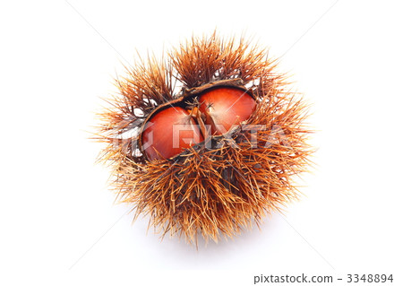 栗子 栗子 3348894