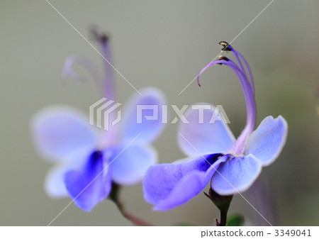 Clarodendorum Ugandense 3349041