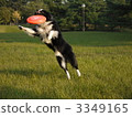 disc dogs, border collie, frisbee 3349165