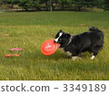 disc dogs, border collie, frisbee 3349189