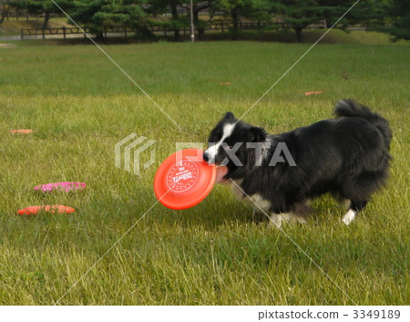 disc dogs, border collie, frisbee 3349189
