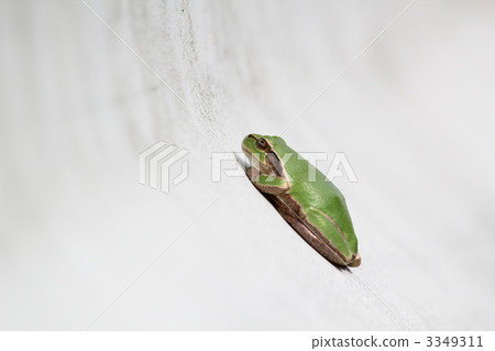 Frog frozen with guard rails Frog frozen with guard rails 3349311