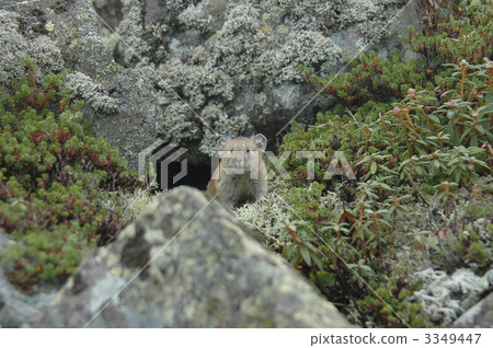 口袋妖怪商陸透露 3349447