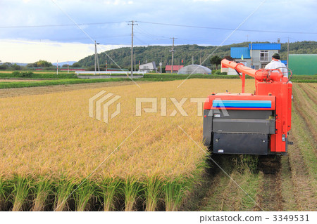 Rice reaping 3349531