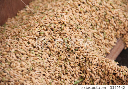 年糕米飯 3349542