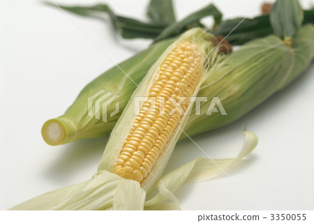 corn  3350055