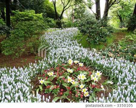 昭和紀念公園穆斯卡里 3350105