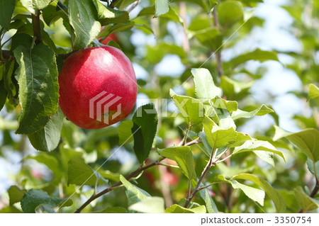 蘋果變成了一棵樹 3350754