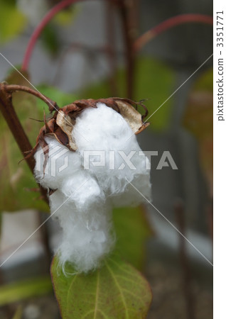 cotton, cotton plant, guts 3351771