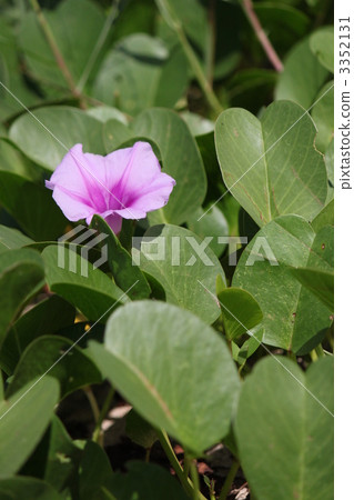 seaside morning glory, bloom, blossom 3352131