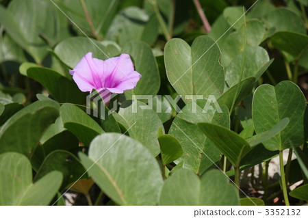 seaside morning glory, simple, kyushu 3352132