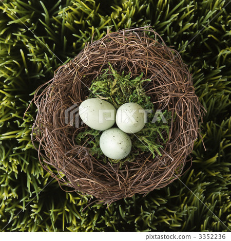 Eggs in nest. Eggs in nest. 3352236