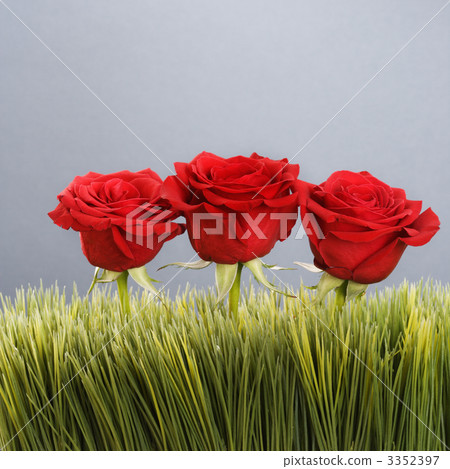 Red roses in grass. Red roses in grass. 3352397