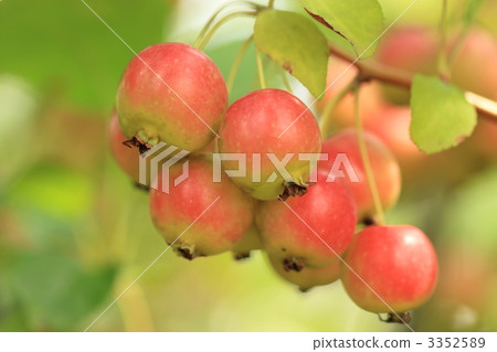 公主王子 3352589