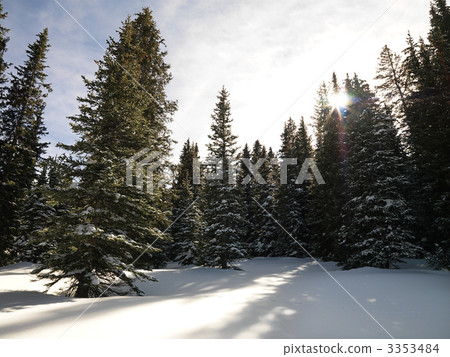 Snowy forest. Snowy forest. 3353484