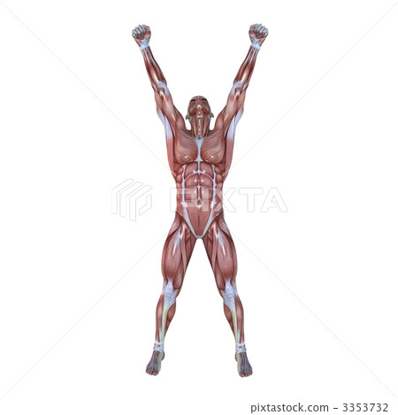 Male human body model 3353732
