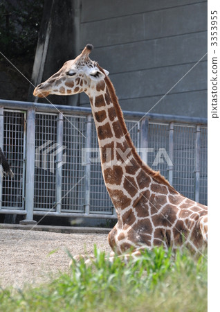 網紋長頸鹿 3353955