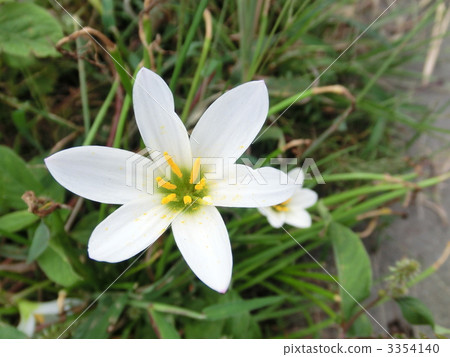 白雨百合 蔥蘭 掛串珠的屏幕 3354140