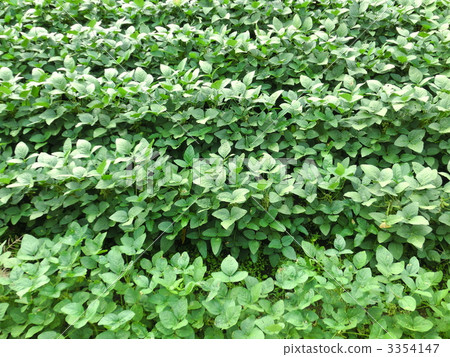 crop, crops, seeding 3354147