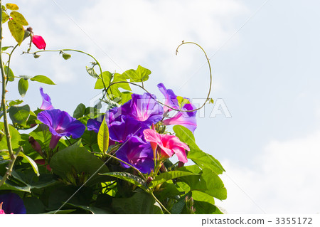 Morning glory 3355172