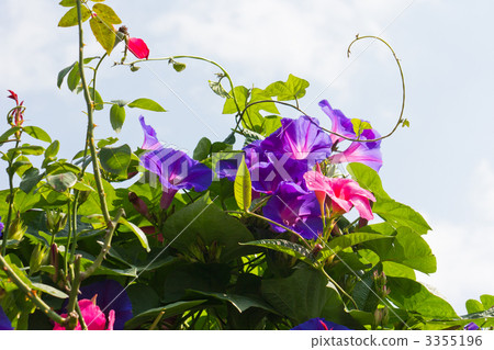 Morning glory 3355196