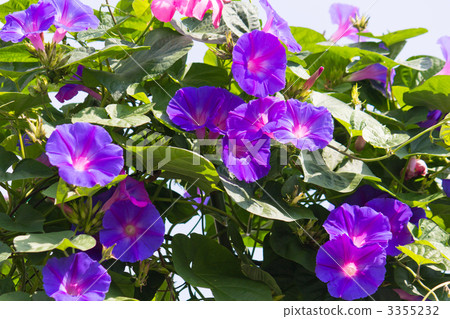 Morning glory 3355232