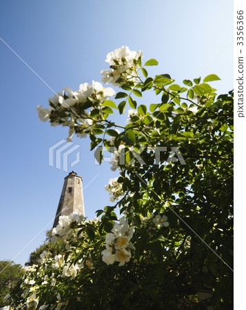 Lighthouse and flowers. Lighthouse and flowers. 3356366