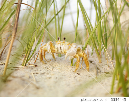 Ghost crab on beach. 3356445