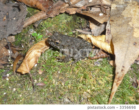 Bamboo shoot's frog (Frog frog) Bamboo shoot's frog (Frog frog) 3356698