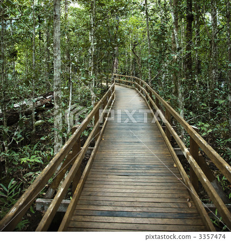 Boardwalk in forest. 3357474