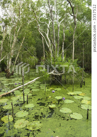 Lush wetlands. Lush wetlands. 3357512