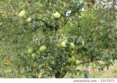 緬甸紅木 木瓜 豐收 3357673