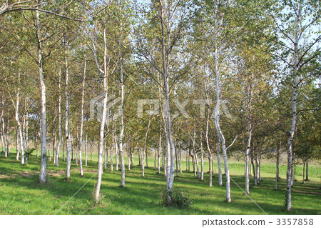 公園裡的白樺林 公園裡的樹木 公園裡的白樺林 公園裡的樹木 3357858