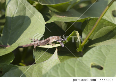 Japanese caught snake meal Japanese caught snake meal 3358207