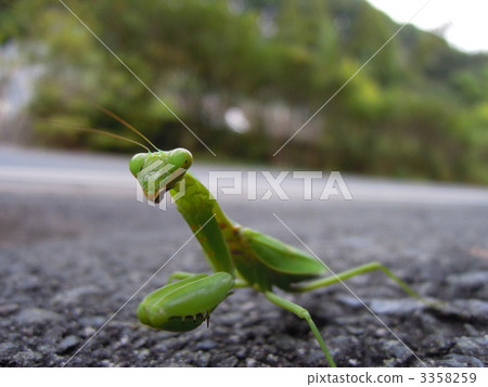 散步螳螂 3358259