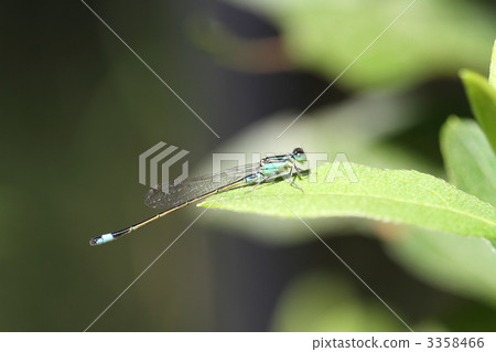 Ao montitonbo Ao montitonbo 3358466