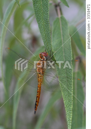 Ushubitimbo Ushubitimbo 3358471