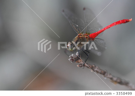 Mayutateakane Mayutateakane 3358499