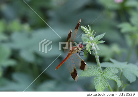 Miyama Macane 3358529