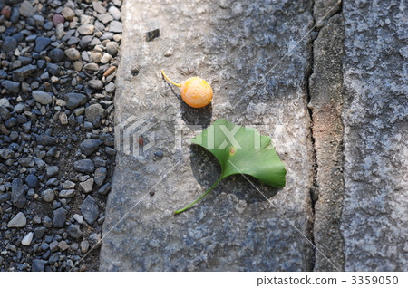 Gingko leaves and fruits Gingko leaves and fruits 3359050