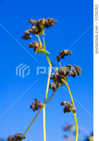 Buckwheat noodles 3359265