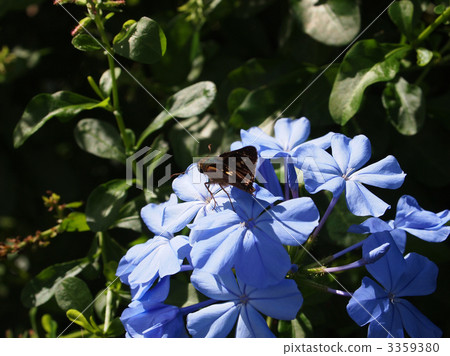 Plumbago Plumbago 3359380