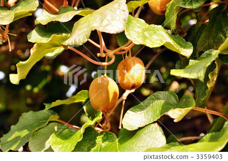 orchard, the taste of autumn, kiwifruit 3359403