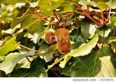 the taste of autumn, kiwifruit, shinano arguta 3359405